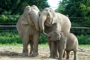 Asian elephants at the Columbus Zoo and Aquarium